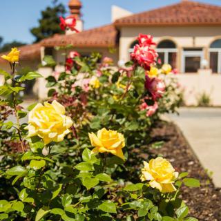 A vibrant garden with yellow and red roses in front of a house.