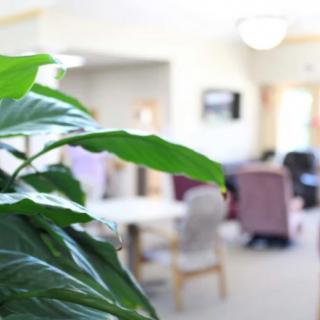 A close-up of a green plant with an indoor setting in the blurred background.