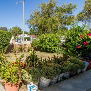 A sunny garden filled with a variety of potted plants and shrubs.