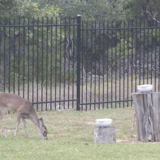 A deer grazing near a fenced area with tree stumps.