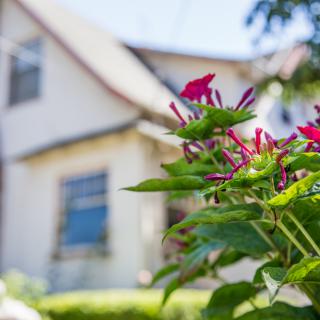 A close-up of vibrant flowers with a house in the background.