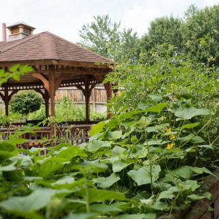 A serene garden scene featuring a wooden gazebo surrounded by lush green plants.
