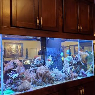 A beautifully designed marine aquarium showcasing vibrant corals and colorful fish, illuminated by soft blue lighting.
