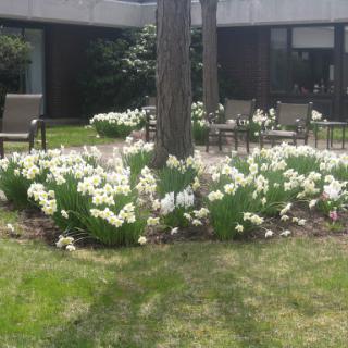 A serene garden filled with blooming white flowers surrounding a tree, offering a peaceful outdoor space.