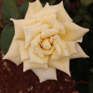 A beautiful yellow rose in full bloom.