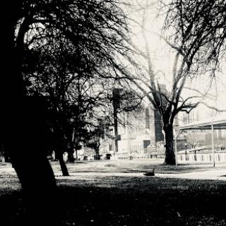 A tranquil park scene captured in black and white, showcasing silhouetted trees against an urban backdrop.