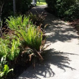 A sunlit garden pathway lined with ferns casting shadows.