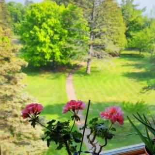 A view through a window showcasing a lush garden with vibrant greenery and pink flowers in the foreground.