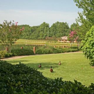 A serene view of a lush green park featuring ducks wandering through the grass.