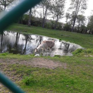 A serene view of a pond surrounded by grass and trees, with a glimpse of wildlife enjoying the peaceful setting.