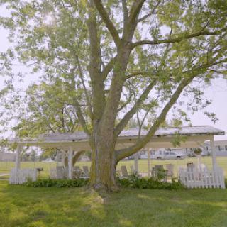 A serene outdoor scene featuring a large tree providing shade over a pavilion nestled in a lush garden.