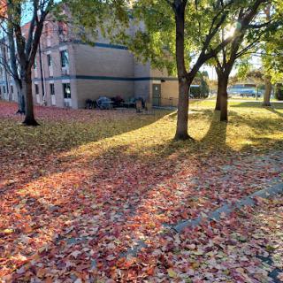 A serene autumn scene showcasing colorful fallen leaves and warm sunlight filtering through the trees.