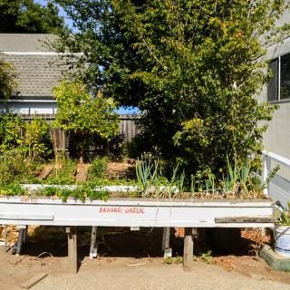 A raised vegetable bed in a sunny backyard garden.