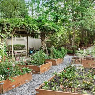 A lush garden featuring raised beds filled with various plants, set alongside a gravel pathway under a pergola.