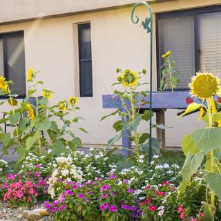 A vibrant garden with sunflowers and various flowers in front of a building.