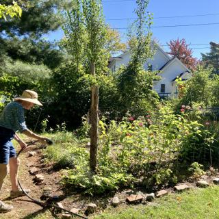 A person is watering plants in a sunny garden.