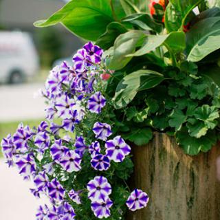 A vibrant display of purple petunias cascading from a wooden planter, surrounded by lush green foliage.