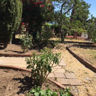 A garden with a pathway surrounded by various plants and trees on a sunny day.