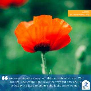 A vibrant poppy flower set against a lush green background with an inspirational quote overlay.