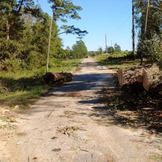 A recently cleared road surrounded by forested areas, showcasing the remnants of felled trees.