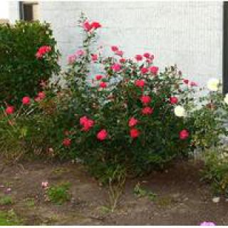 A colorful garden with blooming rose bushes against a light-colored wall.
