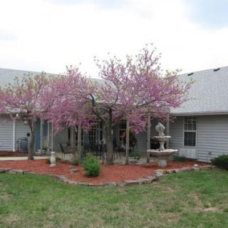 A house with a landscaped garden featuring blooming trees.