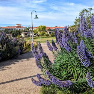 A serene pathway lined with vibrant lavender flowers under a clear blue sky.