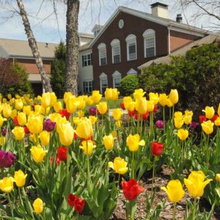A vibrant garden of yellow and red tulips in front of a brick building during spring.