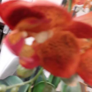 A blurred close-up of a red flower.