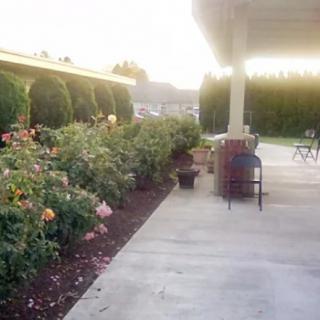 A sunny patio with a garden of blooming roses.