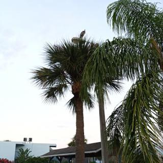 A scenic view featuring palm trees against a clear sky.