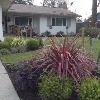 A well-maintained front yard with diverse plants and a cozy house in the background.