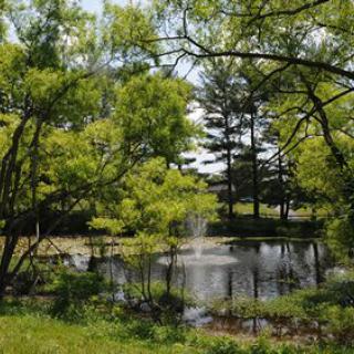 A serene pond surrounded by lush green trees.