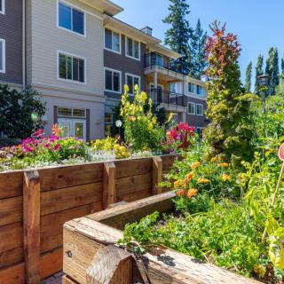 A vibrant garden with raised beds full of plants and flowers, set against the backdrop of an apartment building.