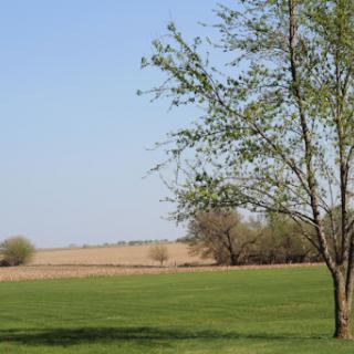 A serene landscape featuring a tree in a grassy field under a clear blue sky.