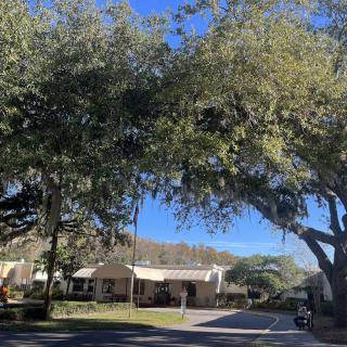 A sunny suburban scene with large trees overhanging a quiet road and houses in the background.