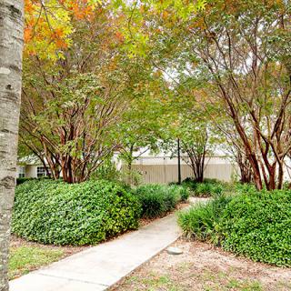 A peaceful pathway surrounded by lush greenery and trees.