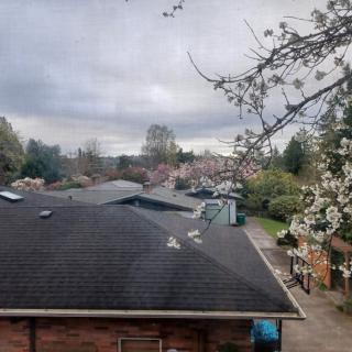 A suburban view featuring rooftops and blooming trees under an overcast sky.