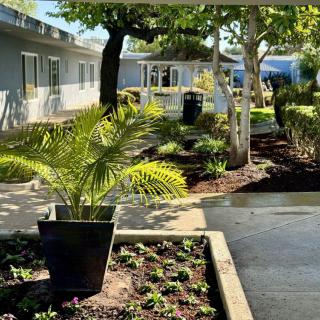 A well-maintained garden with a variety of plants and trees lining a paved pathway under the sunlight.