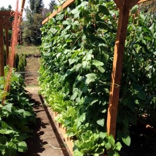 A lush garden with plants growing on a wooden trellis under the sunlight.