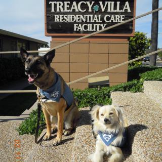 Two dogs sitting in front of the Treacy Villa Residential Care Facility sign.