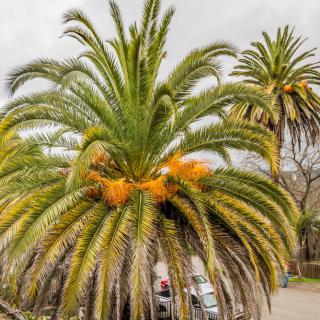 A vibrant palm tree with lush green fronds and some orange-tinted leaves.