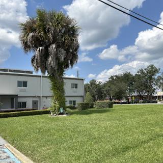 A sunny day showcasing a well-maintained residential area with lush green grass and a tall palm tree.