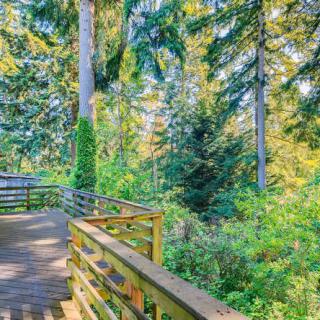 A scenic wooden walkway through a lush forest.