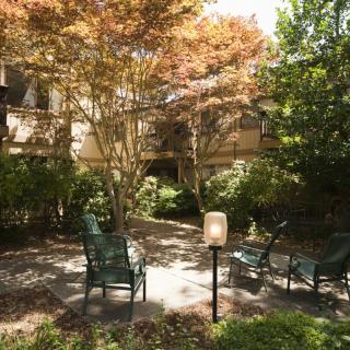 A serene garden setting with chairs surrounded by lush trees and greenery.