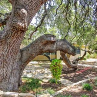 A sprawling oak tree with large branches and lush foliage in an outdoor setting.