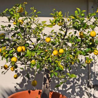 A potted lemon tree with ripe yellow lemons in an outdoor setting.