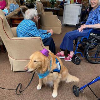 A golden retriever wearing a colorful hat sits calmly in a community space, providing companionship to elderly residents.