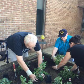 A group of people working together to plant in a garden bed.