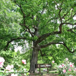 A serene view of a lush green tree surrounded by vibrant flowers and a cozy bench in the park.